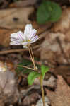 Carolina springbeauty